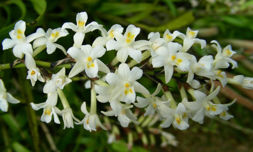 Manawatu Orchid Society