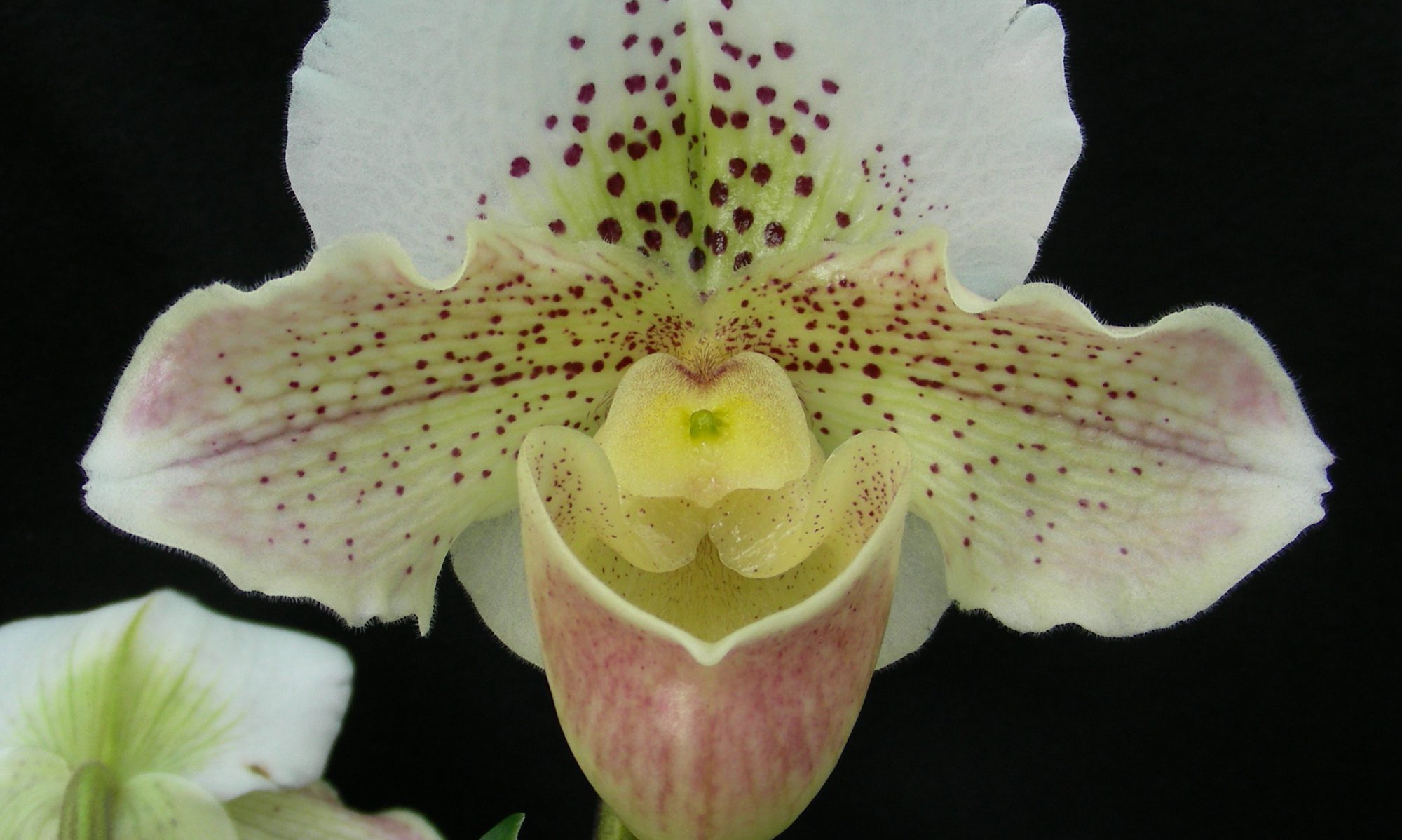 Manawatu Orchid Society